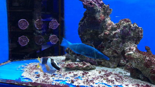 Blick ins Aquarium