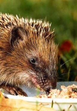 Igel