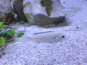 Labidochromis white - Labidochromis caeruleus - M