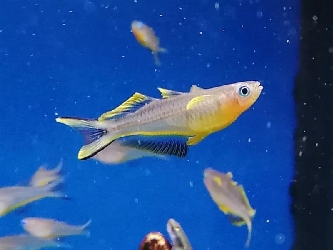 Gabelschwanz-Regenbogenfisch - Popondichthys furcatus