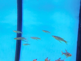 Filigran Regenbogenfisch - Iriatherina werneri