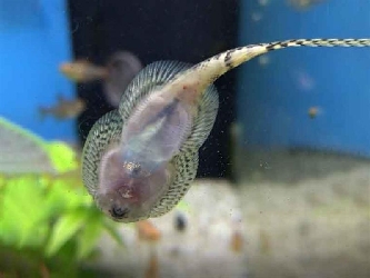 Prachtflossensauger - Sewellia breviventralis - M