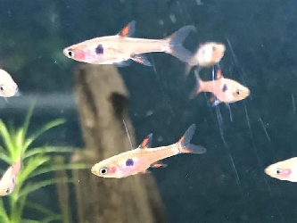 Gefleckter Zwergbärbling - Boraras maculatus