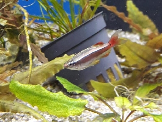 Kardinalfisch schleier - Tanichthys albonubes
