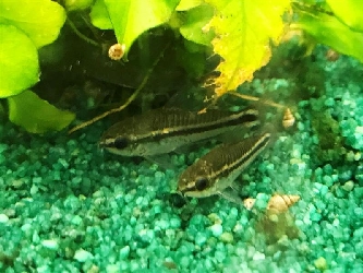 Zwergpanzerwels - Corydoras pygmaeus - M