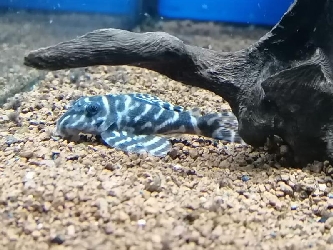 L333 Königstiger-Harnischwels - Hypancistrus sp. - 4cm