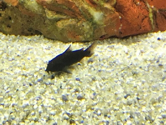 Metall Panzerwels schwarz - Venezuela - Corydoras sp.