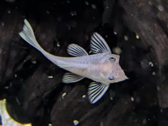 L144 Ancistrus - snow white Blauauge