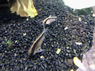 Stromlinien-Panzerwels - Corydoras arcuatus