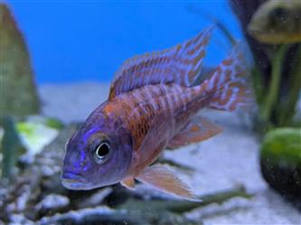 Kaiserbarsch rot-rubin - Aulonocara red rubin