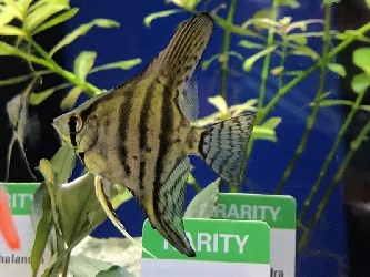 Skalare zebra - Pterophyllum scalare - mittel-groß