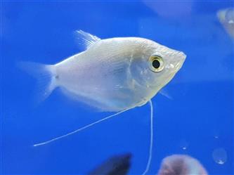 Fadenfisch silber - Trichogaster microlepi - mittel