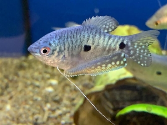 Gepunkteter Fadenfisch blau - Trichogaster trichopterus- M-L