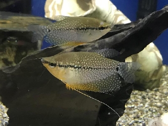 Mosaikfadenfisch - Trichogaster leeri - M-L