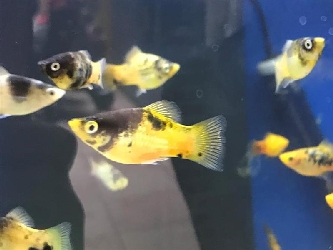 Platy blackheaded - Xiphophorus maculatus