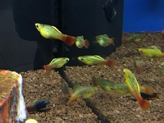 Platy papageien - Xiphophorus variatus