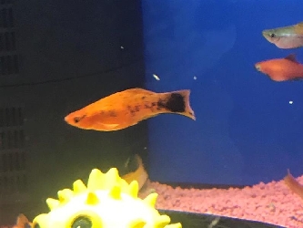 Schwertträger Berliner - Xiphophorus helleri var.