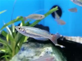 Zwergregenbogenfisch - Melanotaenia maccullochi - XL