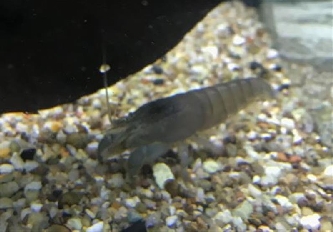 Riesenfächergarnele - Atya gabonensis - L - 7-10cm