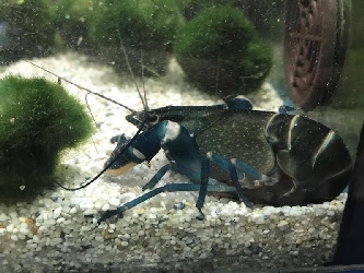 Dunkelblauer Krebs - Cherax gherardii Blue Moon - 6-8cm