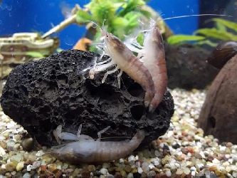 Gabun-Riesenfächergarnele - Atya gabonensis - klein
