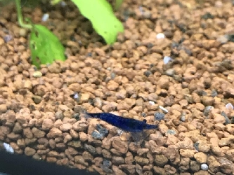 Blue Jelly / Velvet Garnele - Neocaridina davidi var.