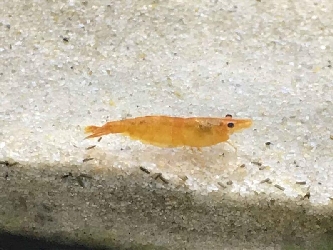 Orange Garnele - Neocaridina heteropoda var. Orange - M