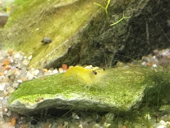 Rückenstrich Garnele "yellow" - Neocaridina davidi - M