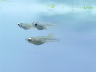 Normans Leuchtaugenfisch - Aplocheilichthys normani