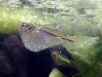 Fluss-Beilbauchfisch - Gasteropelecus sternicla