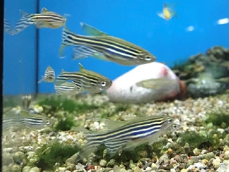 Zebrabärbling - Schleier - Danio rerio