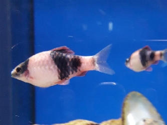 Pandabarbe - Barbus melanampyx