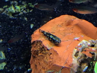 Panda Bachschmerle - Protomyzon pachychilus - ca. 3cm