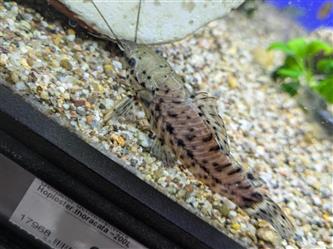 Gemalter Schwielenwels - Hoplosternum thoracata
