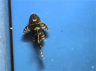 L129 Kolumbia Zebrawels 4-5cm - Hypancistrus debilittera