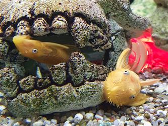 L144 Goldancistrus, Blauauge - Ancistrus spp.