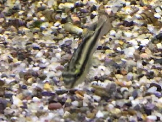 Purpurprachtbarsch - Pelvicachromis pulcher - M