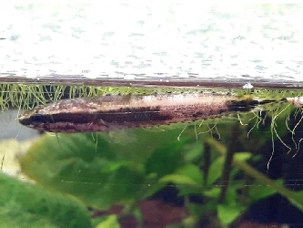 Dunkelbäuchiger Schlangenkopf - Channa obscura - 4-6cm