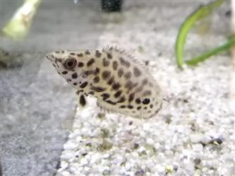 Leopard Buschfisch - Ctenopoma acutirostre