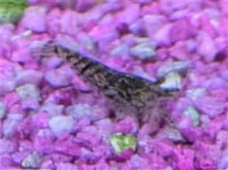 Neocaridina - Diverse Garnelen