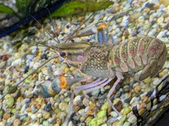 Cherax - diverse Arten Krebs