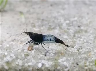 Rili Garnele blue - Neocaridina sp.