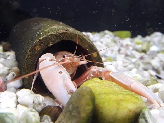 Cherax Hummer - Cherax sp. - 8-10cm