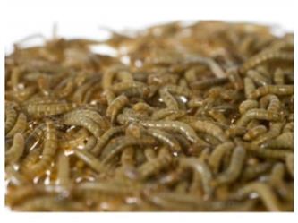 Mehlwürmer lose groß per kg
