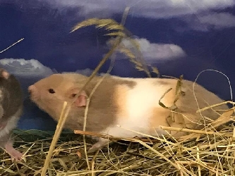 Goldhamster - Mesocricetus auratus