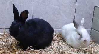 Zwergkaninchen - kastriert - Männlich