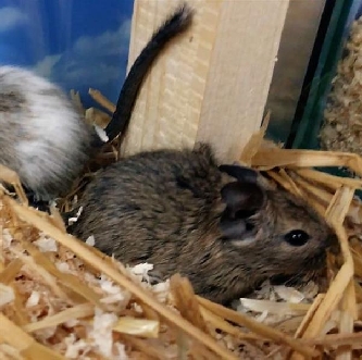 Degu Standard - Degu Octodon degus