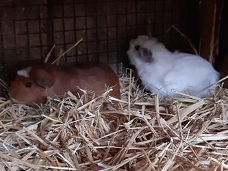 Riesen-Meerschweinchen - "Cuys"