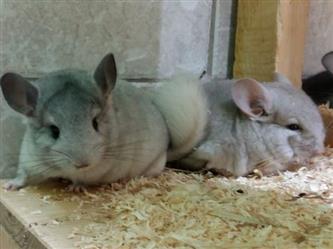 Chinchilla färbig - Chinchilla brevicaudata