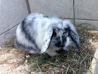 Zwergkaninchen Männlich - Widder